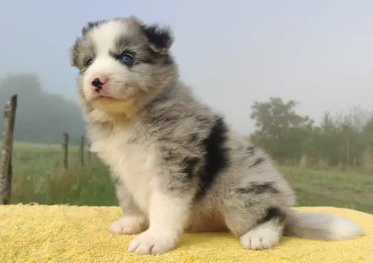 Samiec BORDER COLLIE z Hodowli - Rasowy z pełną dok. 4