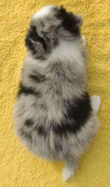 Samiec BORDER COLLIE z Hodowli - Rasowy z pełną dok. 5