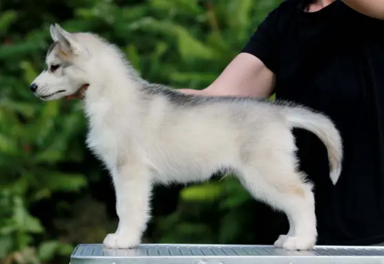 Siberian Husky ZKwP szczenię 2