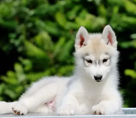 Siberian Husky ZKwP szczenię 1