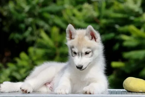 Siberian Husky ZKwP szczenię 4