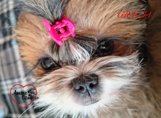 Pięka sunia shih tzu- GRACJA. 1