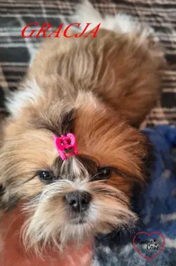 Pięka sunia shih tzu- GRACJA. 2