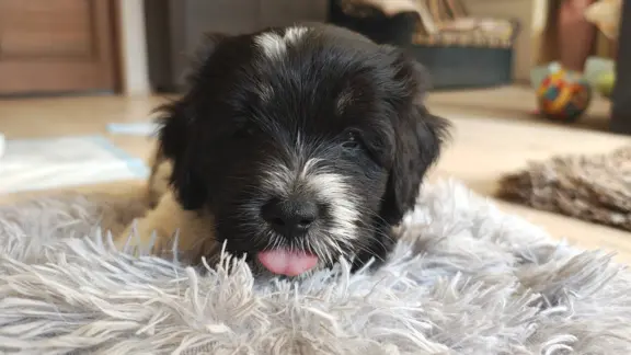 Szczenięta Polski Owczarek Nizinny FCI- suczka 10