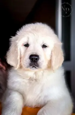 Golden Retriever – piękne szczenięta 1