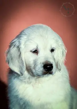 Golden Retriever – piękne szczenięta 2