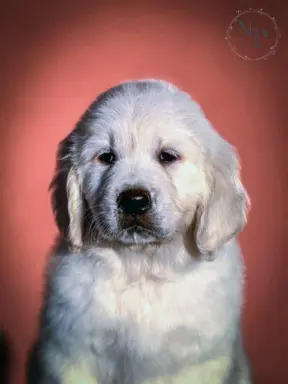Golden Retriever – piękne szczenięta 5