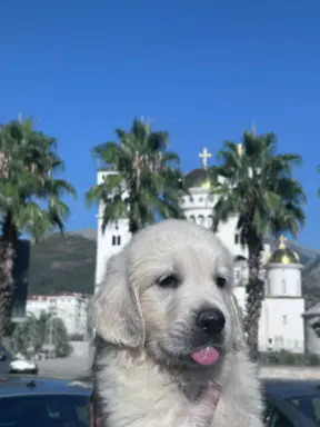 Golden Retriever – piękne szczenięta 7