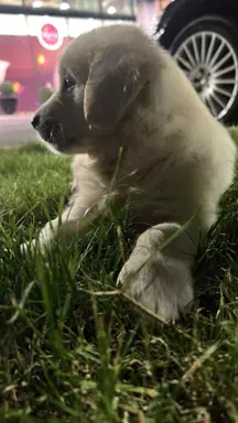 Golden Retriever – piękne szczenięta 8