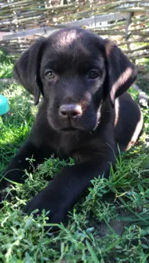 Szczenięta Czekoladowe 5