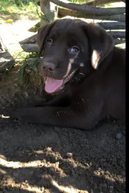 Szczenięta Czekoladowe 3