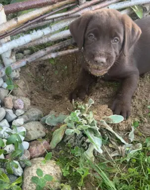 Szczenięta Czekoladowe 7