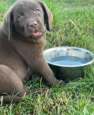 Szczenięta Czekoladowe 6