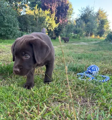 Szczenięta Czekoladowe 4