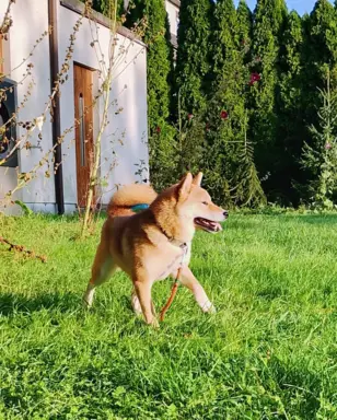 Cztery, czerwone Shiby, trzy pieski i suczka 8