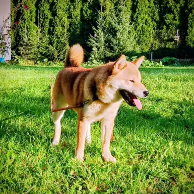 Cztery, czerwone Shiby, trzy pieski i suczka 9