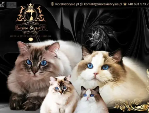 Kotka Ragdoll rodowód Fpl. Idealny do felinoterapi. 1