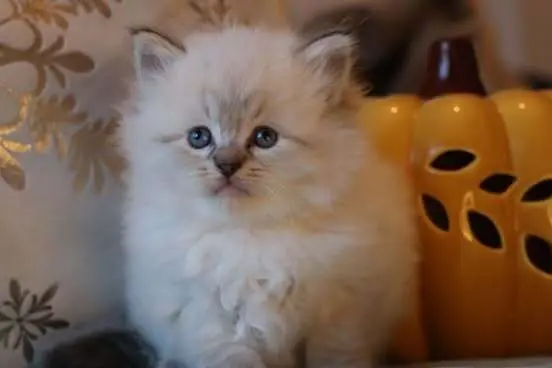 Kotka Ragdoll rodowód Fpl. Idealny do felinoterapi. 4