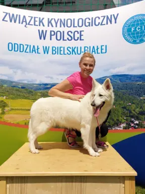 Sprzedam Biały Owczarek Szwajcarski długowłosy 7