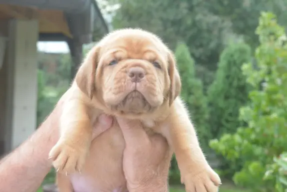 Dogue de Bordeaux Dogue de Bordeaux piękne szczenięta na spr 1