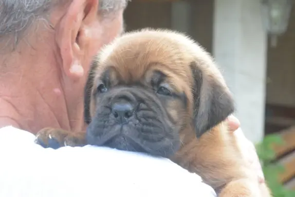Dogue de Bordeaux Dogue de Bordeaux piękne szczenięta na spr 2