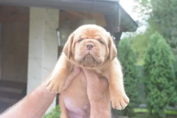 Dogue de Bordeaux Dogue de Bordeaux piękne szczenięta na spr 3