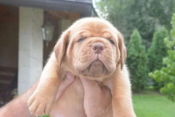 Dogue de Bordeaux Dogue de Bordeaux piękne szczenięta na spr 4