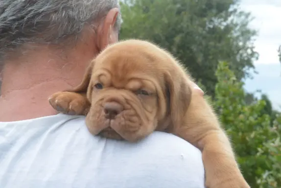 Dogue de Bordeaux Dogue de Bordeaux piękne szczenięta na spr 5