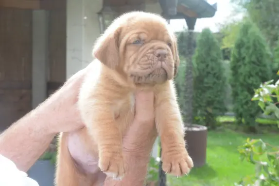 Dogue de Bordeaux Dogue de Bordeaux piękne szczenięta na spr 7
