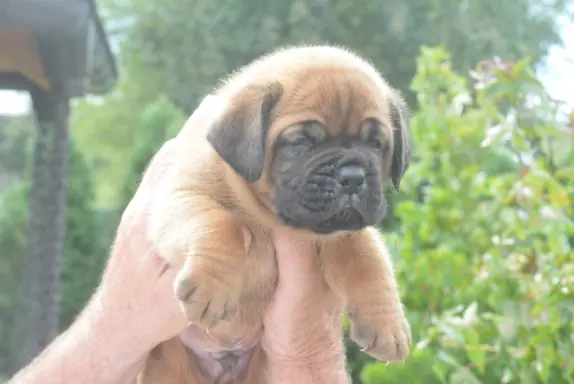 Dogue de Bordeaux Dogue de Bordeaux piękne szczenięta na spr 9