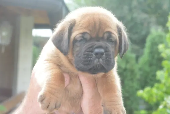 Dogue de Bordeaux Dogue de Bordeaux piękne szczenięta na spr 10