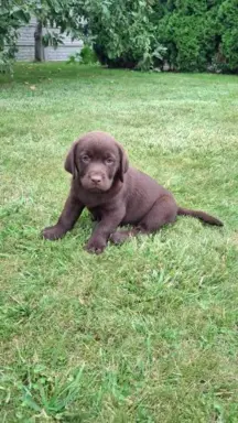 Szczeniaki Labrador Retriever 1