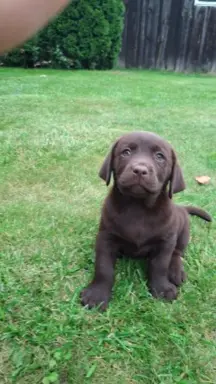 Szczeniaki Labrador Retriever 2
