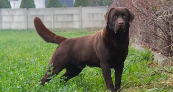 Szczeniaki Labrador Retriever 5