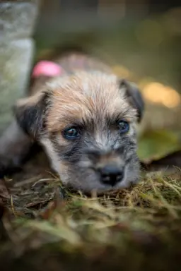 Irish soft coated wheaten terrier - planowany miot 9
