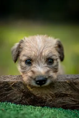 Irish soft coated wheaten terrier - planowany miot 1
