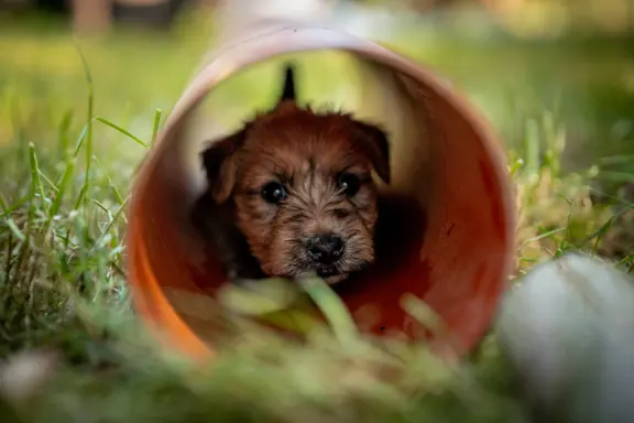 Irish soft coated wheaten terrier - planowany miot 10