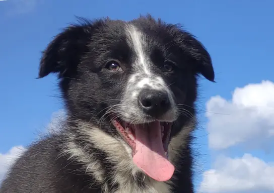 Piękna rasowa suczka BORDER COLLIE z pełną dok. 1