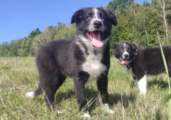 Piękna rasowa suczka BORDER COLLIE z pełną dok. 4