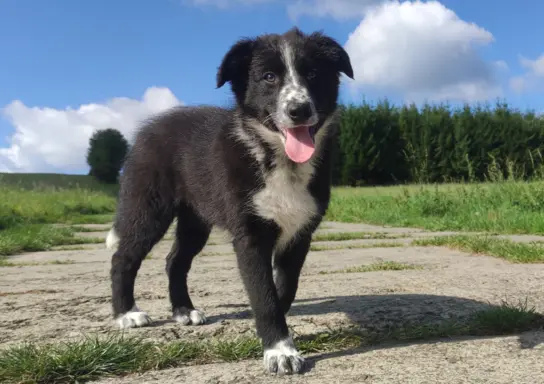 Piękna rasowa suczka BORDER COLLIE z pełną dok. 2