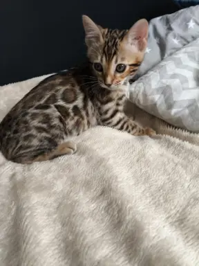 Kotki bengalskie 4