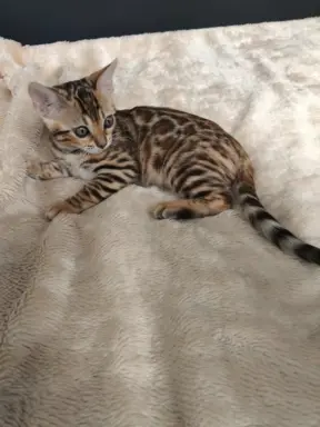 Kotki bengalskie 2