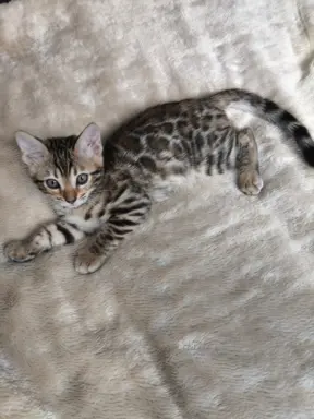 Kotki bengalskie 5