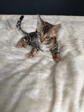 Kotki bengalskie 6