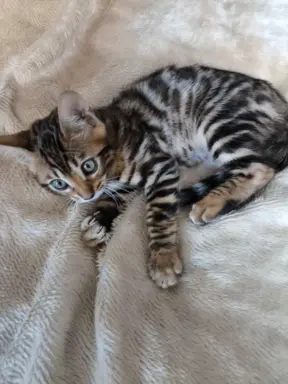 Kotki bengalskie 7