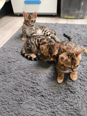 Kotki bengalskie 9