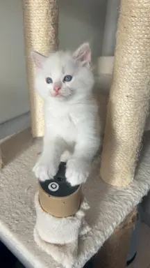 Ragdoll Filemon liliowy lynx. 1