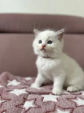 Ragdoll Filemon liliowy lynx. 2