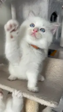 Ragdoll Filemon liliowy lynx. 3