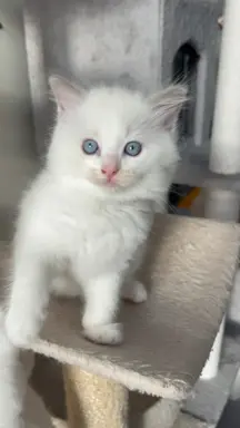 Ragdoll Filemon liliowy lynx. 4